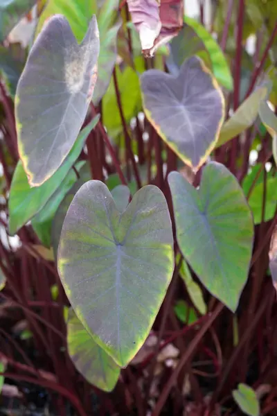Colocasia black magic, selective focus, beautiful ornamental plants with black color tone leaves , ideas for tropical or Bali style garden decorations