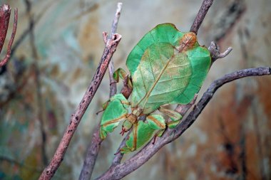 Yaprak böceği (Phyllium bioculatum) yeşil yaprak böceği veya yürüyen yapraklar, nadir ve korunmuş yaprakların görünümünü almak için kamufle edilir. Seçici odak, bulanık orman geçmişi.