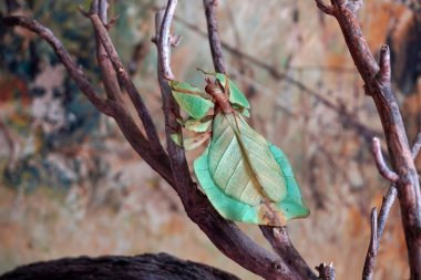 Yaprak böceği (Phyllium bioculatum) yeşil yaprak böceği veya yürüyen yapraklar, nadir ve korunmuş yaprakların görünümünü almak için kamufle edilir. Seçici odak, bulanık orman geçmişi.