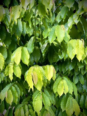 Güzel tropikal yeşil yapraklar bahar ve yaz mevsimi için bitki örtüsü arka plan ve doku