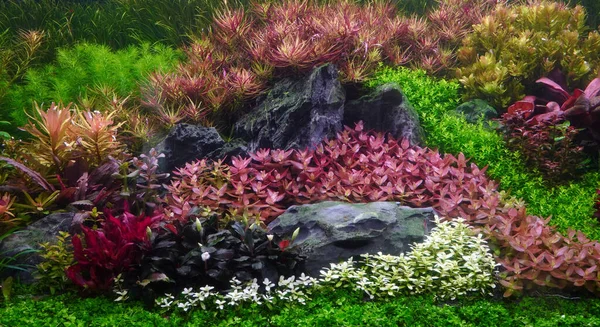 Färgglada Vattenlevande Växter Akvarium Tank Med Holländsk Stil Aquascaping Layout Stockfoto