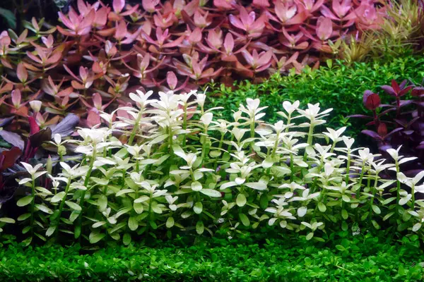 stock image Bacopa white in Colorful planted aquarium tank. Aquatic plants tank. Dutch inspired aquascaping with colorful aquatic stem plants. Aquarium garden, selective focus 