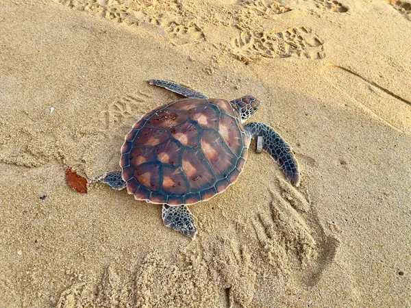stock image Sea turtle back to the ocean, selective focus with copy space . Release Sea turtle back to Mother Nature