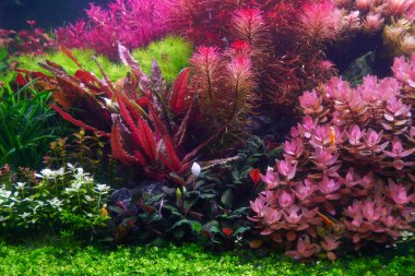 Colorful planted aquarium tank. Aquatic plants tank. Dutch inspired aquascaping with colorful aquatic stem plants. Aquarium garden, selective focus clipart