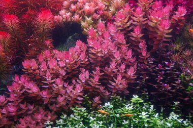 Renkli ekilmiş akvaryum tankı. Su bitkileri tankı. Hollanda renkli su kökü bitkilerinden esinlenmiştir. Akvaryum bahçesi, seçici odak