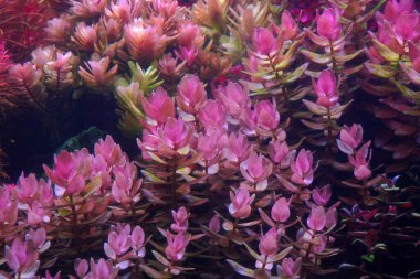 Bacopa colorata Renkli akvaryum tankındaki pembe renkli auatic bitkisi. Su bitkileri tankı. Hollanda renkli su kökü bitkilerinden esinlenmiştir. Akvaryum bahçesi, seçici odak
