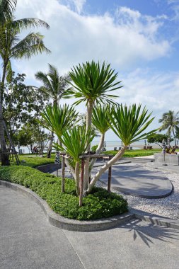 Dracaena cochinchinensis the beautiful Tropical green leaves ornamental plants in garden. Ideas for gardening clipart