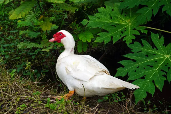 stock image Muscovy duck (Cairina moschata) in garden. Selective focus