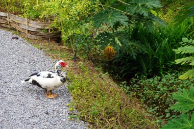 Bahçedeki Muscovy Duck (Cairina Moschata). Seçici odak