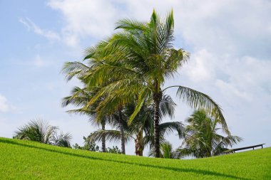Mavi gökyüzü ve beyaz bulutlu yeşil çimlerde hindistan cevizi ağaçları. Güzel manzara. 