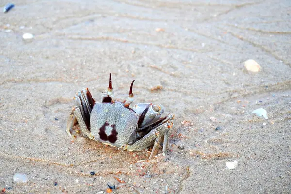 stock image Horned ghost crab (Ocypode ceratophthalmus) or horn-eyed ghost crab, selective focus. Crab on the beach at Koh Yao Yai island, Phang Nga Thailand