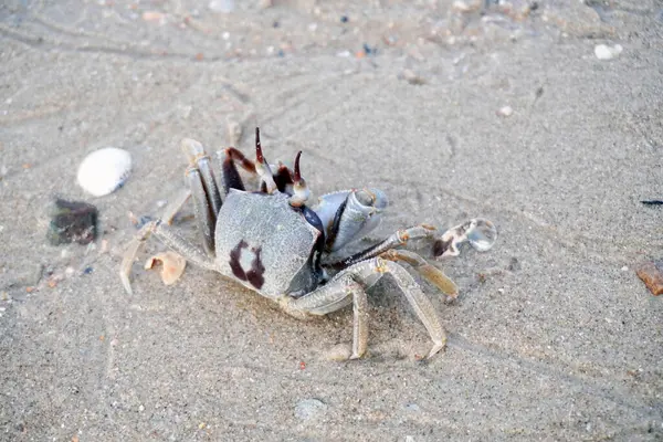 stock image Horned ghost crab (Ocypode ceratophthalmus) or horn-eyed ghost crab, selective focus. Crab on the beach at Koh Yao Yai island, Phang Nga Thailand