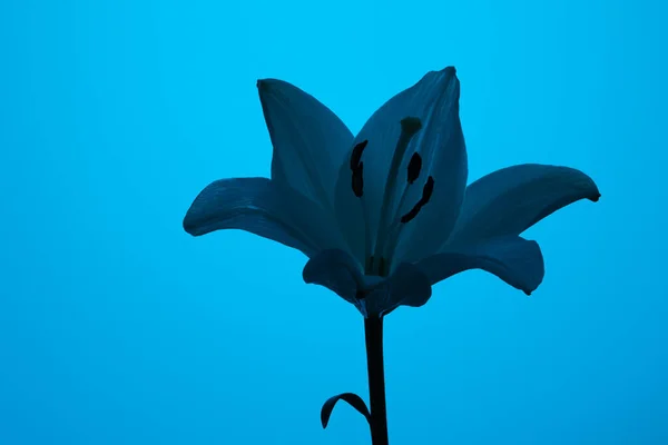 Silhouette Gentle Fresh Lilium Candidum Flower Thin Petals Stamens Bright — Stock Photo, Image