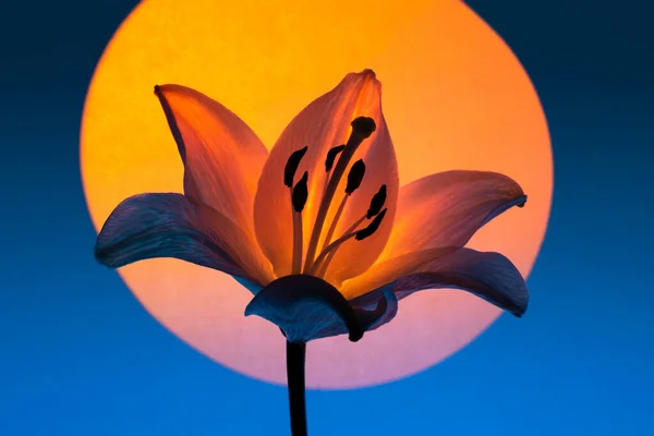 Нежный Цветок Мадонны Тонкими Светящимися Лепестками Тычинками Против Синего Проектора — стоковое фото