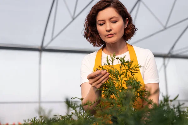 Low angle of focused woman in yellow apron and white t shirt touching and inspecting leaves of green plant, while working in greenhouse on farm