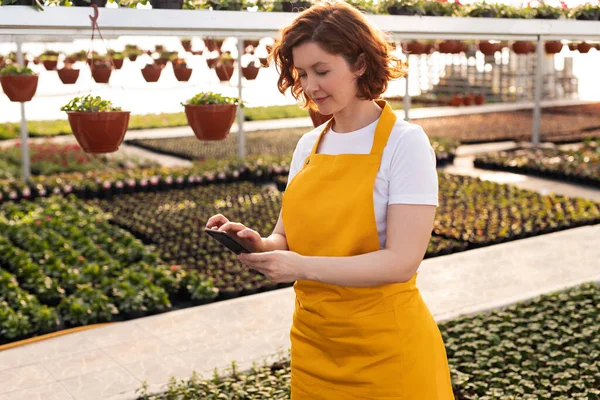 Woman in white t shirt and yellow apron browsing data on tablet while working in spacious hothouse in daytime