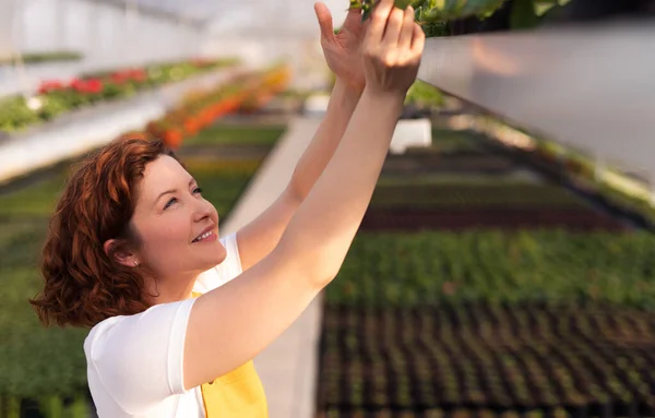 Положительная Женщина Фермер Белой Футболке Улыбается Трогает Листья Зеленого Растения — стоковое фото