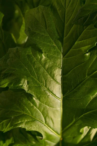 Closeup Macro Shot Texture Green Leaf Acanthus Mollis Sunlight — Stock Photo, Image