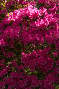 Botanik bahçesinde çiçek açan pembe Rhododendron Simsii ağacı..