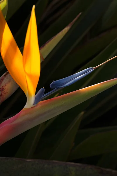 暗い背景でバックライトStrelitzia Reginae花のミニマリズム写真を閉じます 楽園植物の鳥の垂直作物 — ストック写真