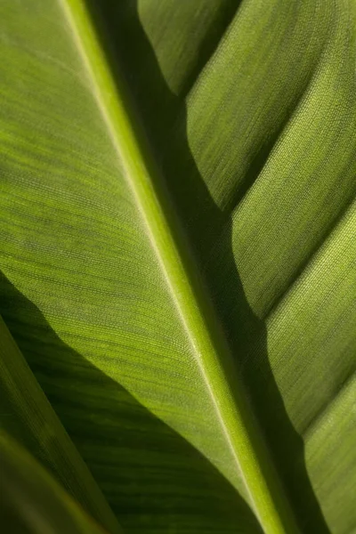 Macro Tiro Folha Verde Fresca Sol Com Sombra Textura Bonita — Fotografia de Stock