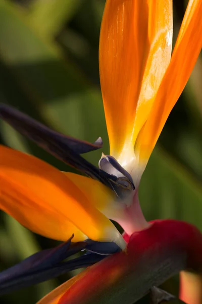 Closeup Minimalistic Macro Shot Strelitzia Reginae Flower Perennial Plant — Stock Photo, Image