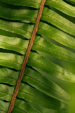 Close up of green sword fern leaves. Macro photo of foliage of swordfern clipart