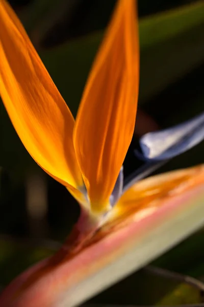 Крупный План Красивый Оранжевый Цветок Райская Птица — стоковое фото