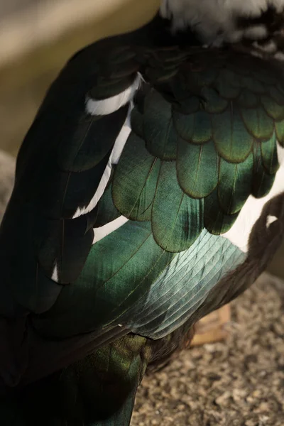 Closeup Texture Green Feathers Wing Wild Duck — Stock Photo, Image