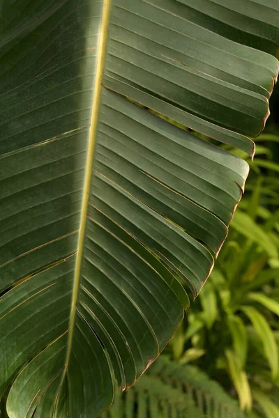 Dzika Zielona Konsystencja Liści Banana Paski Piękne Pionowe Zbliżenie Tropikalnych — Zdjęcie stockowe