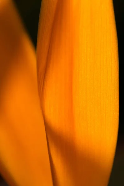 Крупный План Минималистский Макро Снимок Цветка Strelitzia Reginae Многолетнее Растение — стоковое фото