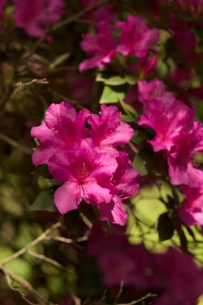 Bel Arbre Rhododendron Simsii Rose Avec Des Fleurs Fleurissent Jardin — Photo