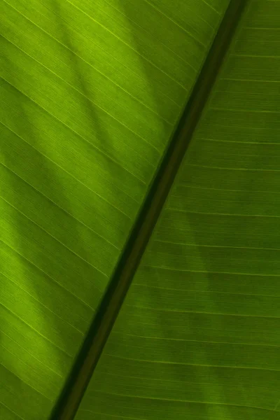 Zbliżenie Makro Tekstury Zielonego Tła Liści Banana Słońcu Pionowe Minimalistyczne — Zdjęcie stockowe