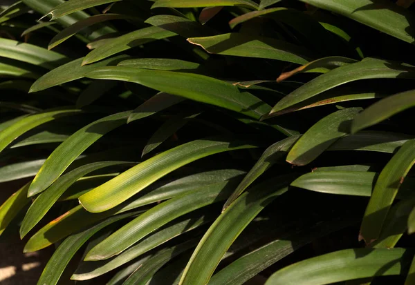 克利维娅热带小叶在阳光下的特写镜头 布什百合花叶 — 图库照片