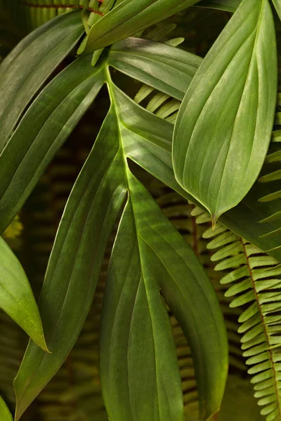 Pionowe Zbliżenie Zdjęcia Abstrakcyjnego Tła Zielonych Liści Tropikalnych Pojęcie Świeżości — Zdjęcie stockowe