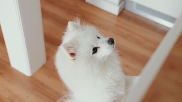 かわいい白いふわふわの日本のスピッツ犬が後ろ足に立ってキッチンで食べ物を乞う — ストック動画
