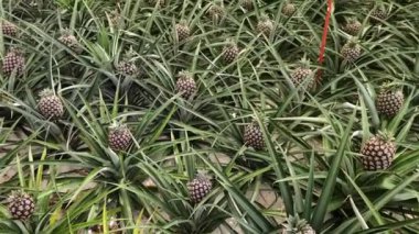 Bir serada ananas yetiştiren bir biyoloji çiftliği, içinde küçük taçlarla ve titizlikle seçilmiş meyveler var.