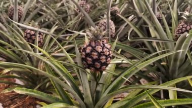 Olgunlaşmamış, küçük bir ananasın güzelliğini deneyimleyin. Yeşillik bir plantasyon ortamında seçici bir odak ile yakalanmış.
