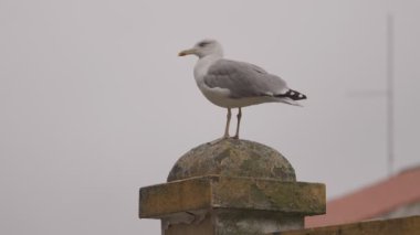 Sarı bacaklı martı, Larus michahellis, kırsal alanda huzur içinde dinleniyor.