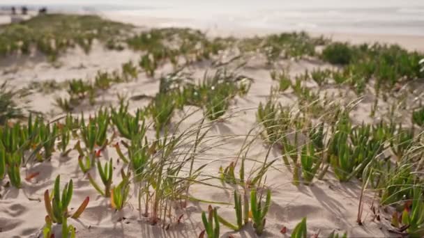 Close Dari Bukit Pasir Pantai Dengan Rumput Hijau Segar Pada — Stok Video