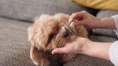 Bir kadının sevimli köpeklerinin kürkünü ince dişli metal bir tarakla fırçalarken, evcil hayvan bakımını ve bakımını tasvir ederken yakın çekim görüntüsü..