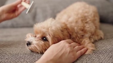 Bir evcil hayvan sahibinin elleri, tatlı bir Maltipoo köpeğinin tüylü tüylerini tararken..