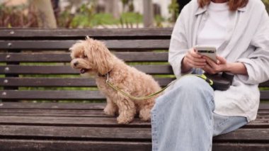 Genç, tanınmayan bir kadın akıllı telefonunu kontrol ediyor dışarıda bir bankta, sevimli köpeğinin yanında otururken..