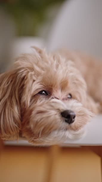 Pionowe Zbliżenie Spokojnego Jasnobrązowego Psa Śpiącego Przytulnym Wnętrzu Emanującego Spokojem — Wideo stockowe