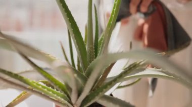 Bir aloe vera bitkisinin tozunu alan, bitki bakımını ve kapalı alanda bahçe faaliyetlerini sergileyen ellerin yakın çekimi..