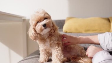 Kadın, sevimli köpeğine sıcak bir yuva ortamında sevgi dolu bir çizik atıyor. Güneş ışığı, sıcak anı güçlendiriyor..