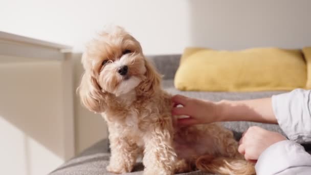 女性は彼女の愛らしいマルティポー犬に居心地の良い家の設定で愛情のある傷を与え 暖かい瞬間を強化 — ストック動画