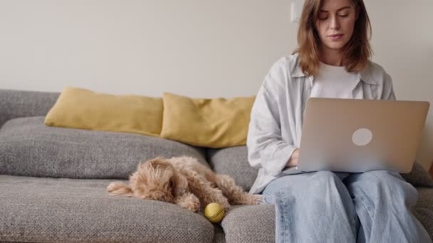 Skupiona Kobieta Pracuje Laptopie Towarzystwie Swojego Słodkiego Kręconego Psa Leżącego — Wideo stockowe