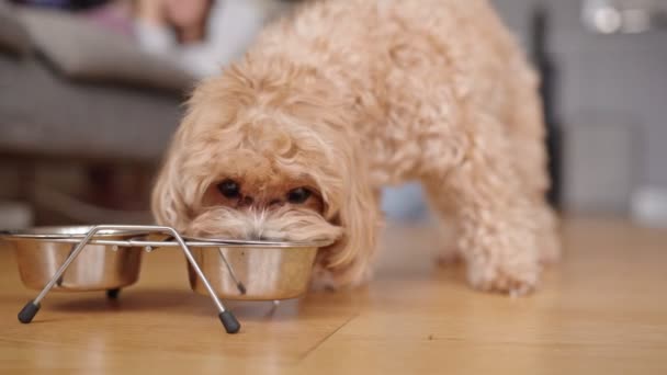 有名なマルチポーの子犬は ぼやけた背景を持つ木製の床に置かれた金属製のボウルから希釈的に食べる食事を楽しんでいます — ストック動画