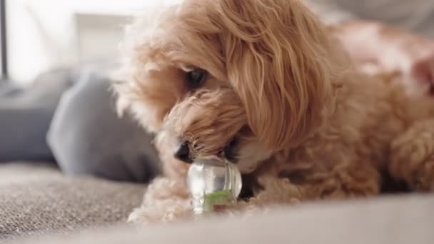 Vista Cerca Lindo Cachorro Maltipoo Tratando Recuperar Golosinas Hueso Juguete — Vídeo de stock